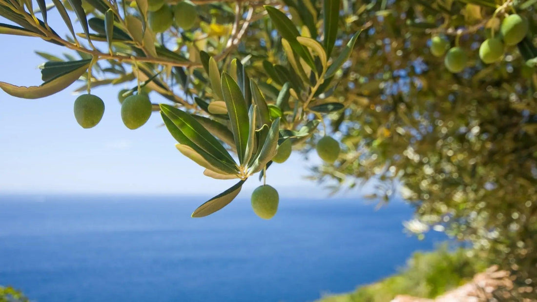 L'Huile d'Olive au Cœur du Lissage Brésilien - NB BEAUTY PARIS